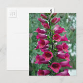 Rosa Foxglove-Blume Postkarte (Vorne/Hinten)
