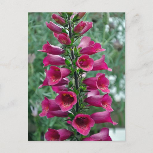 Rosa Foxglove-Blume Postkarte (Vorderseite)