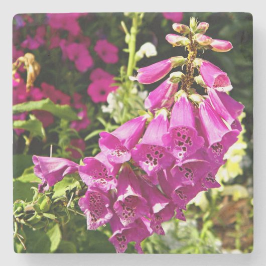Rosa Foxglove-Blume Steinuntersetzer (Vorderseite)