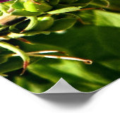 Rosa Foxglove Poster (Ecke)