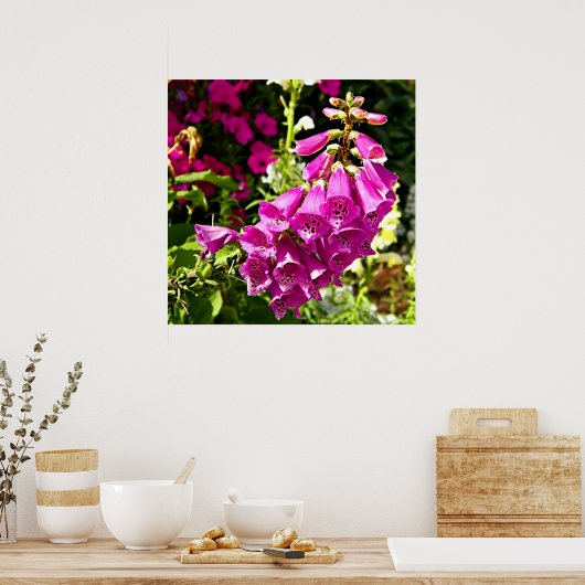 Rosa Foxglove Poster (Küche)