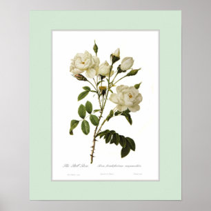 Rosa francofurtana, Zollgrenze Poster
