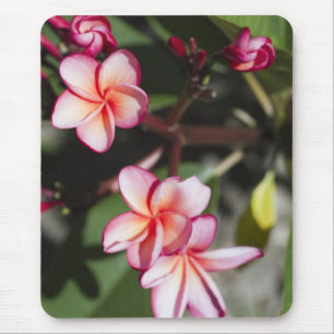 Rosa Frangipani-Blumen Mousepad