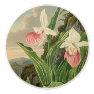 Rosa Frauenschuh Vintage-Blumen-Orchidee Botanisch Keramikknauf