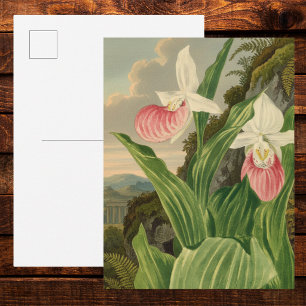 Rosa Frauenschuh Vintage-Blumen-Orchidee Botanisch Postkarte