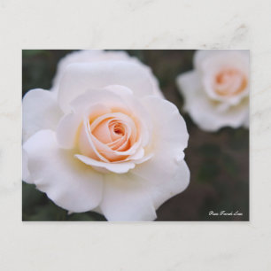 Rosa French Lace [Postcard] Postkarte