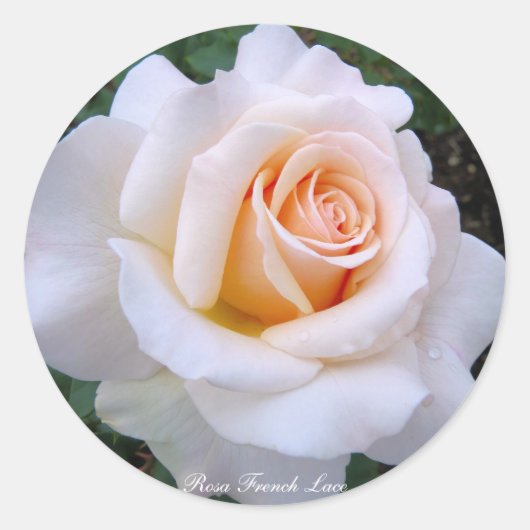 Rosa French Lace：Round Seal Runder Aufkleber (Vorderseite)