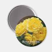 Rosa Friesia Magnet (Vorderseite/Rückseite)