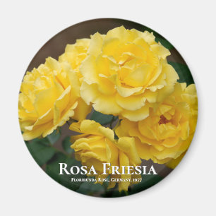 Rosa Friesia Magnet