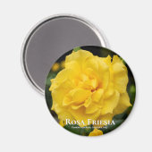 Rosa Friesia Magnet (Vorderseite/Rückseite)