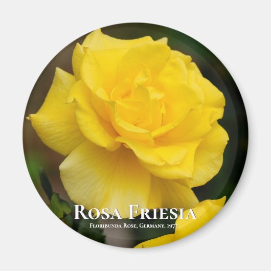 Rosa Friesia Magnet (Vorne)