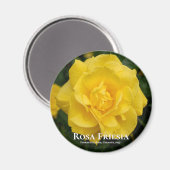 Rosa Friesia Magnet (Vorderseite/Rückseite)