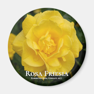Rosa Friesia Magnet