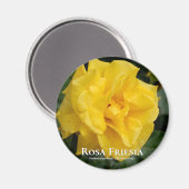Rosa Friesia Magnet (Vorderseite/Rückseite)