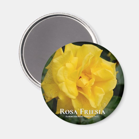 Rosa Friesia Magnet (Vorderseite/Rückseite)