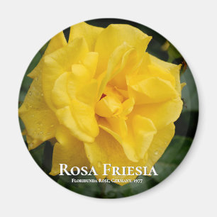 Rosa Friesia Magnet