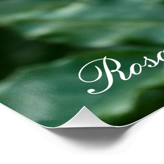 Rosa Friesia：Perfect Poster (Ecke)