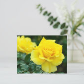 Rosa Friesia:Postcard Postkarte (Stehend Vorderseite)