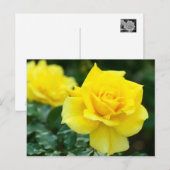 Rosa Friesia:Postcard Postkarte (Vorne/Hinten)