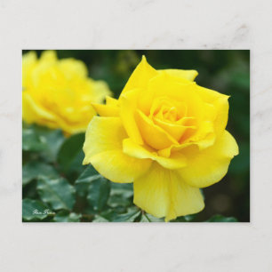 Rosa Friesia:Postcard Postkarte