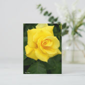 Rosa Friesia:Postcard Postkarte (Stehend Vorderseite)