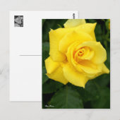 Rosa Friesia:Postcard Postkarte (Vorne/Hinten)