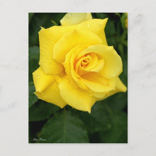 Rosa Friesia:Postcard Postkarte (Vorderseite)
