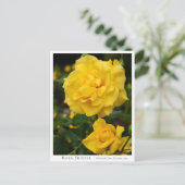 Rosa Friesia Postkarte (Stehend Vorderseite)