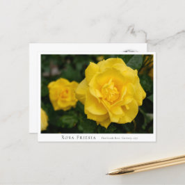 Rosa Friesia Postkarte