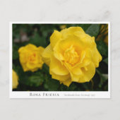 Rosa Friesia Postkarte (Vorderseite)