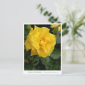 Rosa Friesia Postkarte (Stehend Vorderseite)