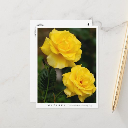 Rosa Friesia Postkarte (Vorderseite/Rückseite Beispiel)