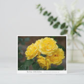 Rosa Friesia Postkarte (Stehend Vorderseite)