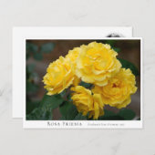 Rosa Friesia Postkarte (Vorne/Hinten)