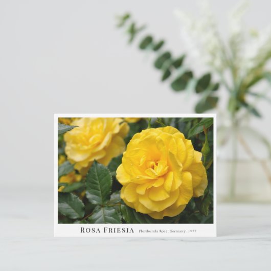 Rosa Friesia Postkarte (Stehend Vorderseite)