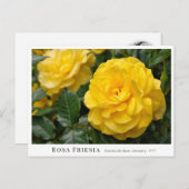 Rosa Friesia Postkarte (Vorne/Hinten)