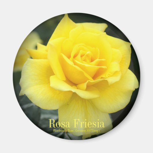 Rosa Friesia:Round Magnet (Vorne)
