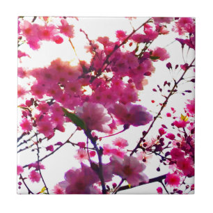 Rosa Frühling   Blütenbaum Fliese