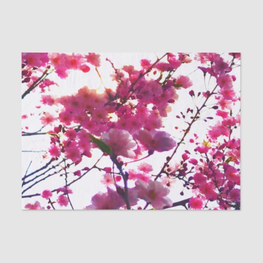 Rosa Frühling | Blütenbaum Seidenpapier (Vorderseite)
