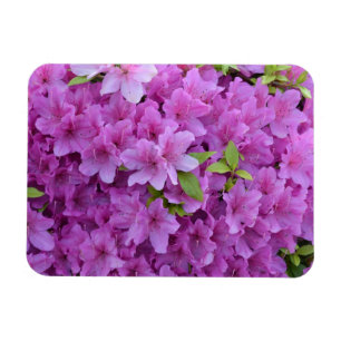 Rosa Frühlings-Azaleen Magnet