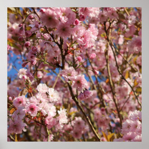 Rosa Frühlings-Kirschblüte Poster