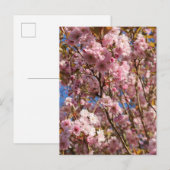 Rosa Frühlings-Kirschblüte Postkarte (Vorne/Hinten)