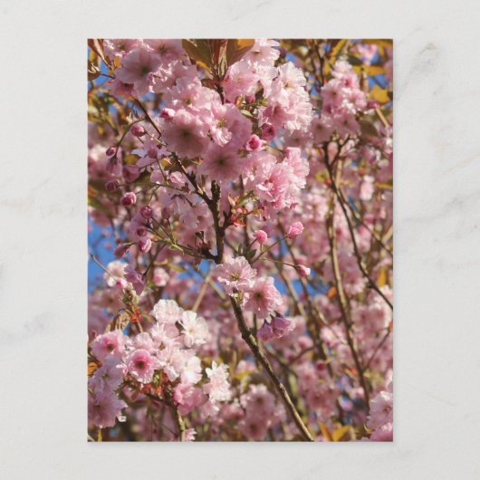 Rosa Frühlings-Kirschblüte Postkarte (Vorderseite)