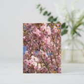 Rosa Frühlings-Kirschblüte Postkarte (Stehend Vorderseite)