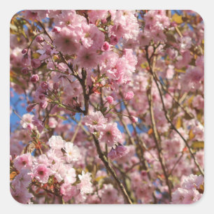 Rosa Frühlings-Kirschblüte Quadratischer Aufkleber