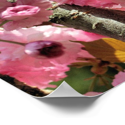 Rosa Frühlingsblüte der Blume Poster (Ecke)