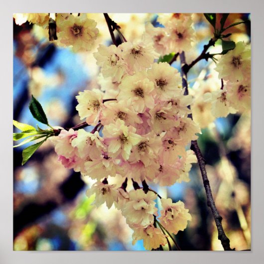 Rosa Frühlingsblüten Blume 3 Nah Poster (Vorne)