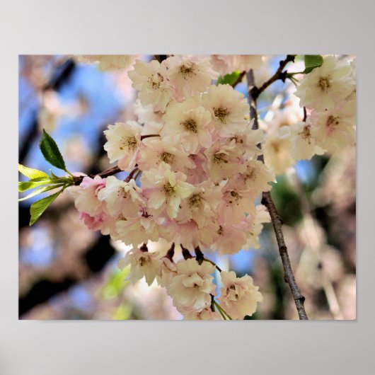 Rosa Frühlingsblüten Blume 3 Poster (Vorne)
