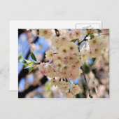 Rosa Frühlingsblüten Blume Postkarte (Vorne/Hinten)