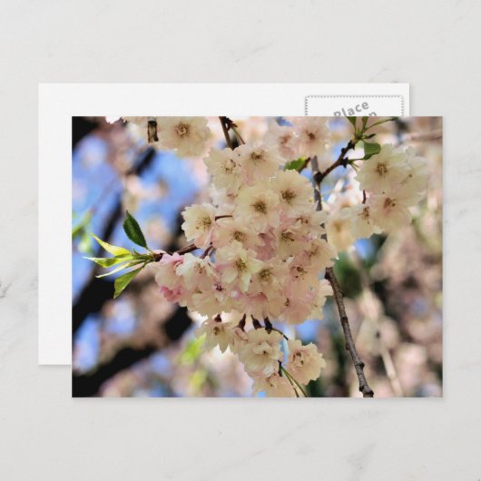 Rosa Frühlingsblüten Blume Postkarte (Vorne/Hinten)